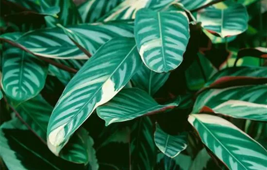 Ctenanthe