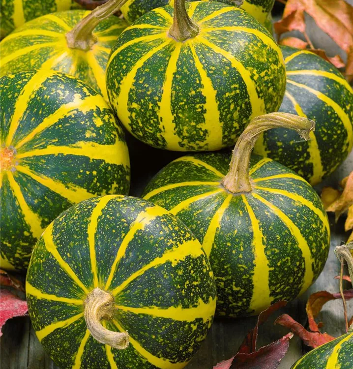 Kürbis 'Flat Striped'