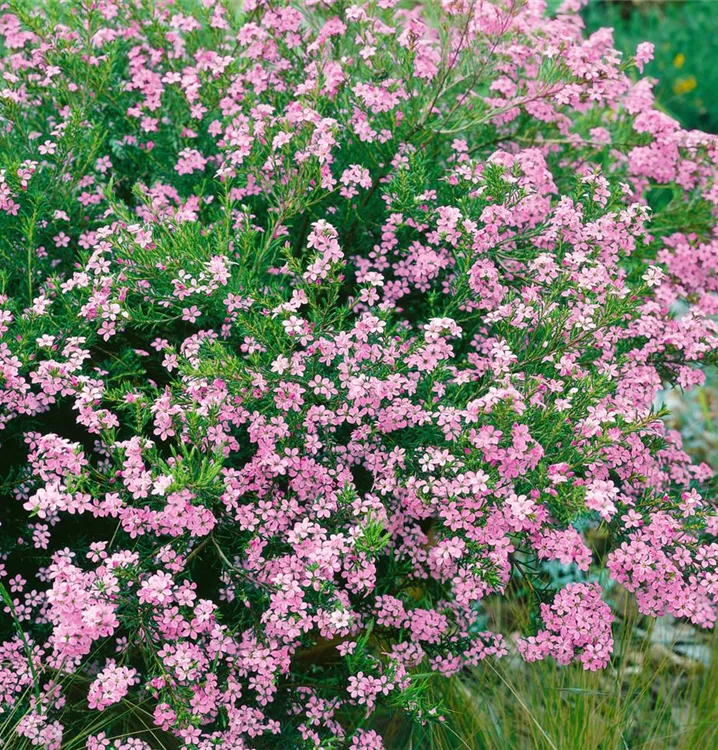Götterduft 'Pink Fountain'