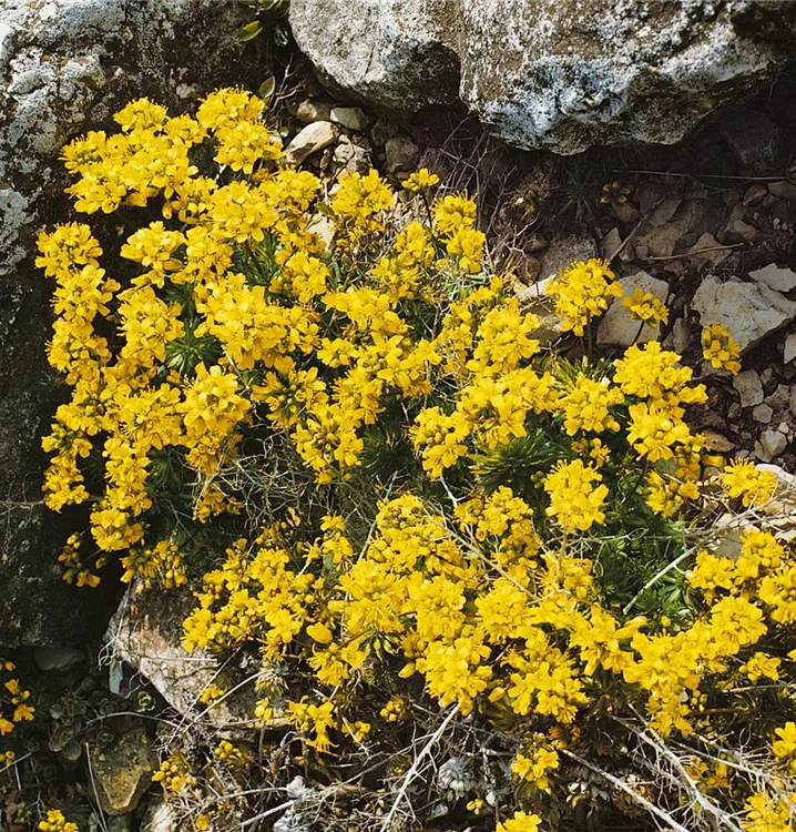 Rosettiges Felsenblümchen