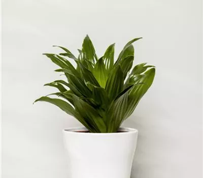 Drachenbaum
