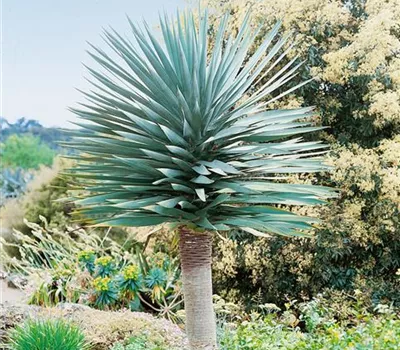 Drachenbaum