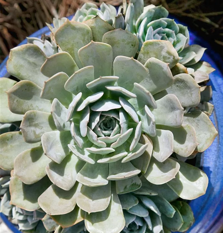 Echeverie