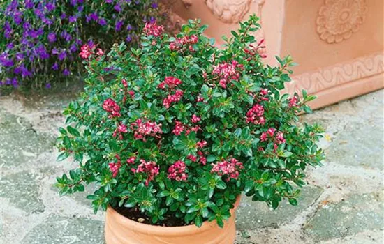 Andenstrauch 'Red Dream'