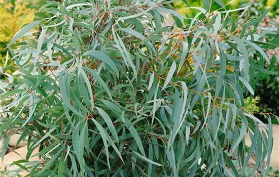Zitroneneukalyptus