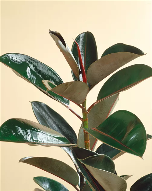 monstera albo seeds Variegated Albo Monstera Seeds main image 1