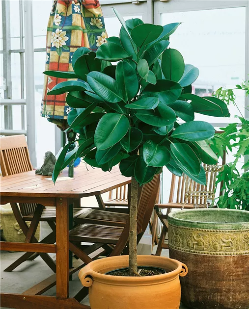 monstera deliciosa jungpflanze Monstera deliciosa 'variegata' – Jungle Leaves