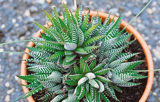 Haworthia
