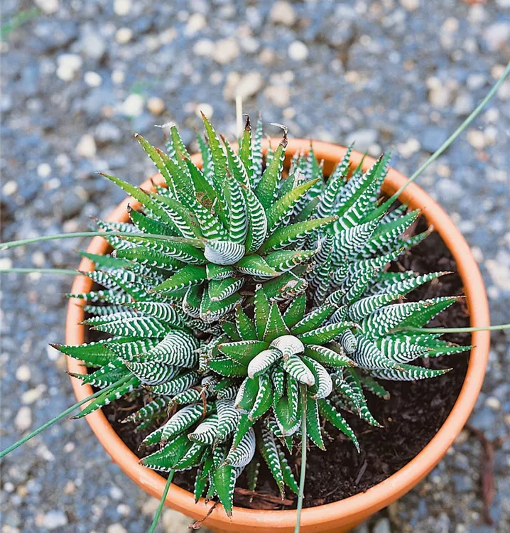 Haworthia