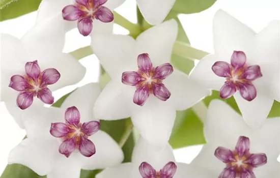 Wachsblume