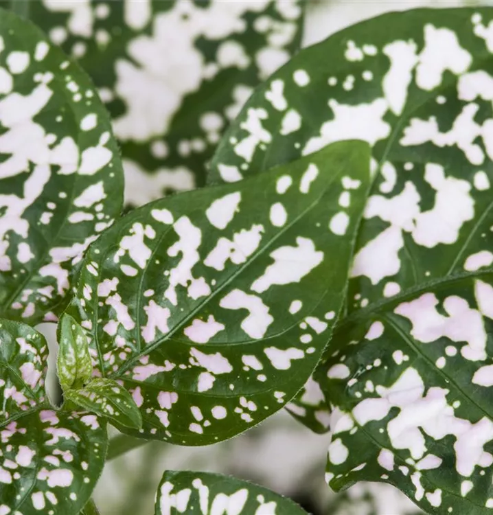 Hypoestes