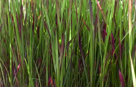 Walzenförmiges Alang-Alang-Gras