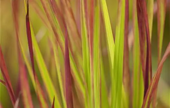 Garten-Blutgras