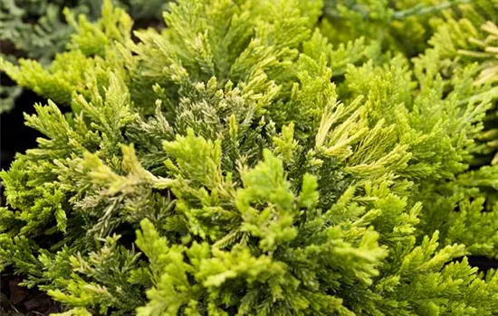 Goldener Teppichwacholder 'Golden Carpet'