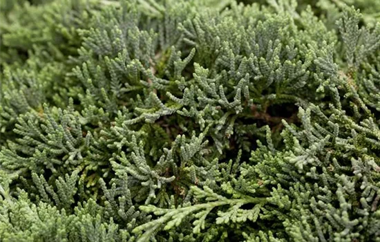 Teppichwacholder 'Icee Blue'®
