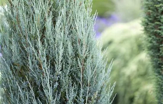 Virginischer Wacholder 'Blue Arrow'