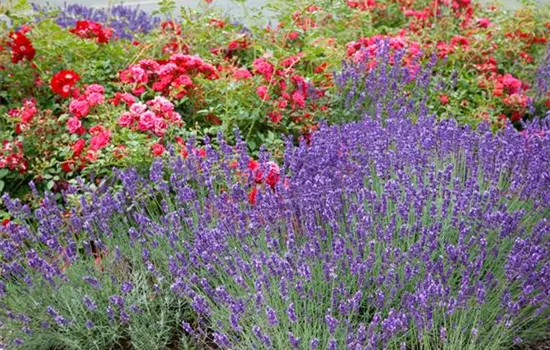 Bastard-Garten-Lavendel 'Grosso'