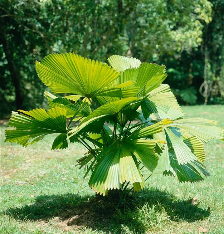 Strahlenpalme