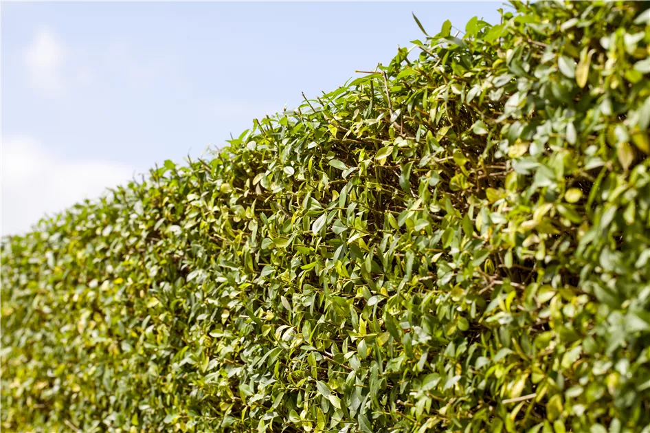 corokia cotoneaster plant Corokia cotoneaster Qrt main image 0