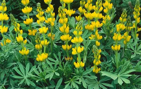 Gelbe Lupine