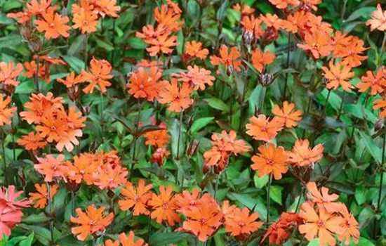 Garten-Bastard-Lichtnelke