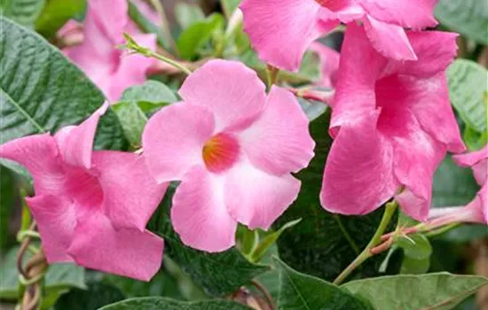 Dipladenia