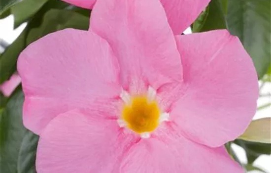 Brasiljasmin