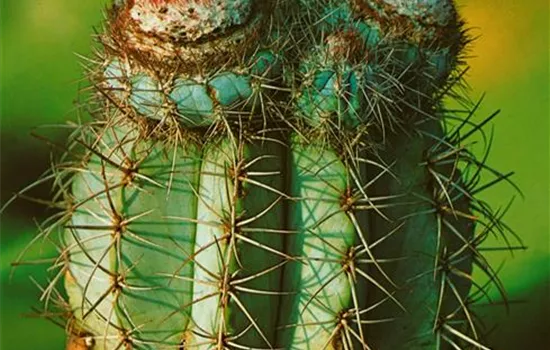 Melonenkaktus