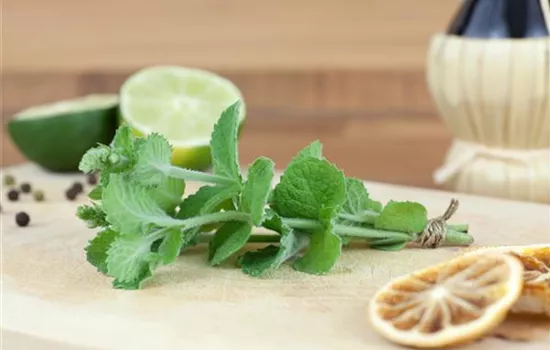 Garten-Apfel-Minze