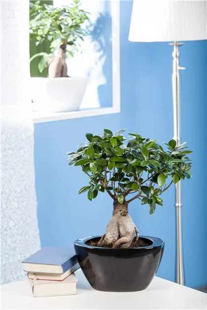 Ficus microcarpa 'Ginseng' - BAUHAUS E-Business GmbH & Co. KG