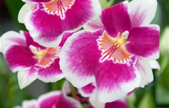 Miltonia-Orchidee