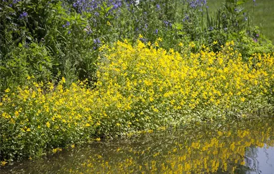 Getüpfelte Gauklerblume
