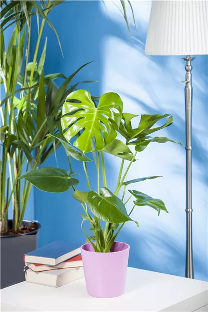 Monstera deliciosa - BAUHAUS E-Business GmbH & Co. KG