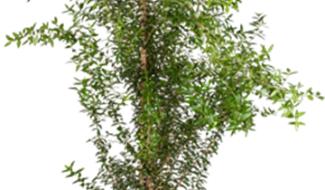 Bildvorschau