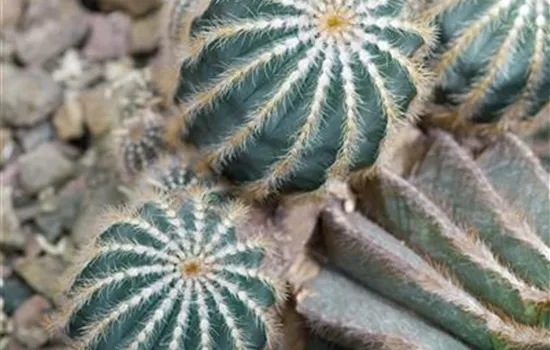 Notocactus