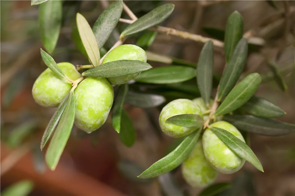 taxus baccata fastigiata robusta hecke Taxus baccata 'Fastigiata Robusta' main image 1