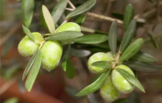 Olivenbaum