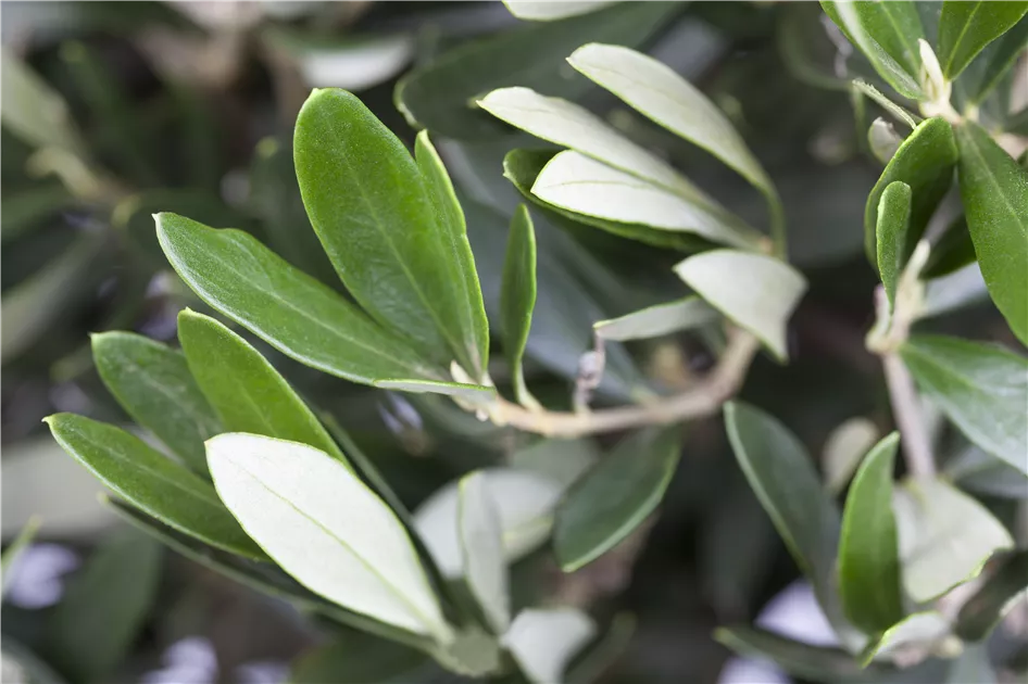 Olea europaea - BAUHAUS E-Business GmbH & Co. KG