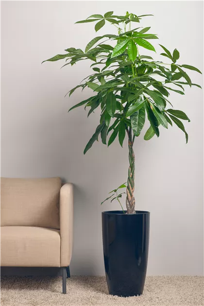 blume fensterblatt 3er-Set + Zinktöpfe - Drei Monstera im Set kaufen