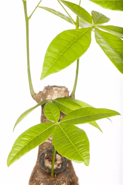 Pachira aquatica - BAUHAUS E-Business GmbH & Co. KG