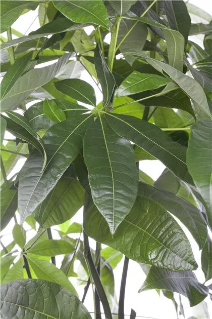 Pachira aquatica - BAUHAUS E-Business GmbH & Co. KG