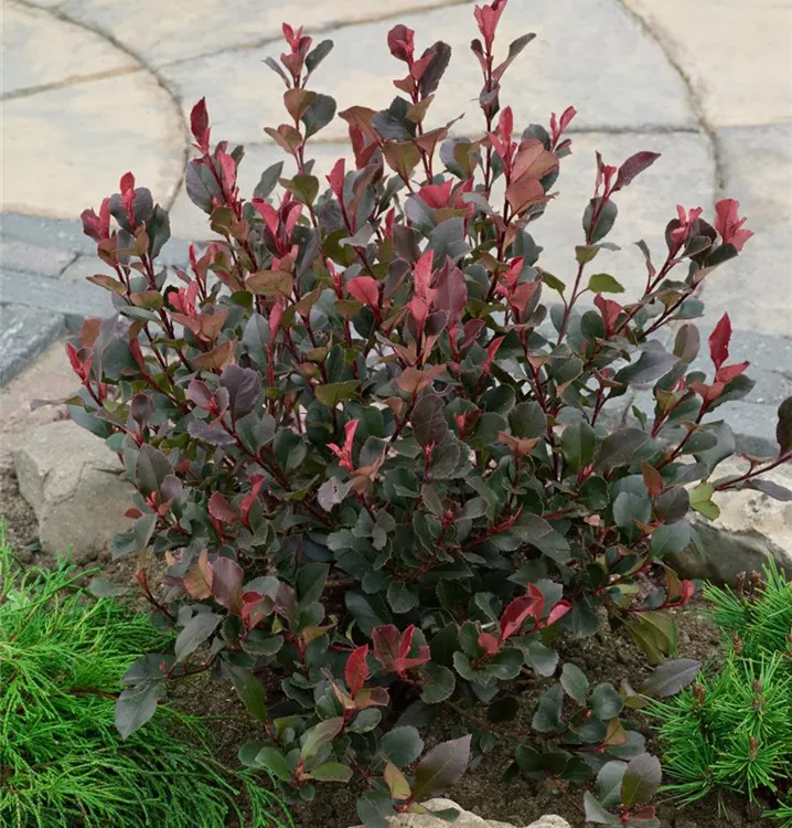 Glanzmispel 'Red Robin', Kugel