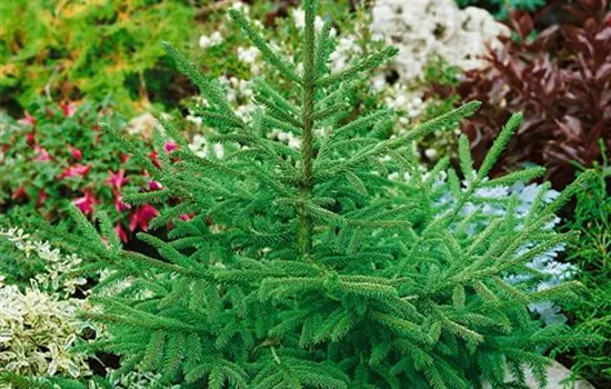 Orientalische Fichte 'Golden Start'