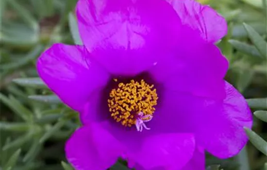 Portulakröschen