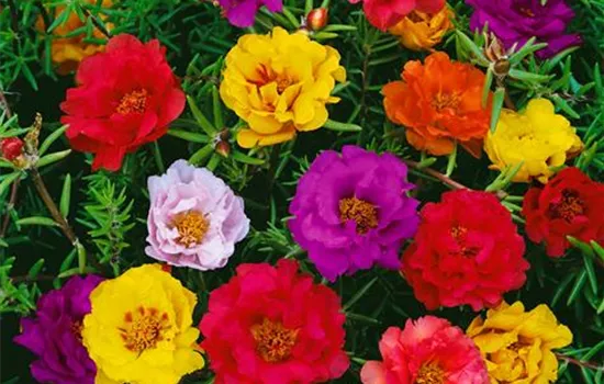 Portulakröschen