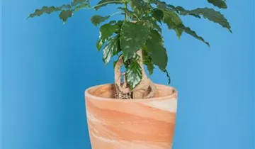 Bildvorschau