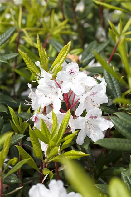 rhododendron russatum gletschernacht Zwerg Rhododendron russatum Gletsche… main image 1