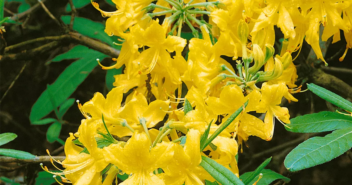 Rhododendron lutescens - BAUHAUS E-Business GmbH & Co. KG
