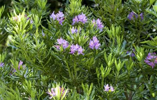 Pontischer Rhododendron
