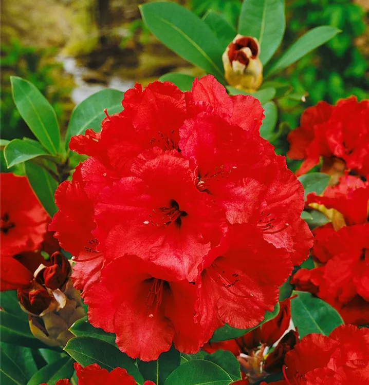 Rhododendron-Hybride 'Red Jack', Stamm
